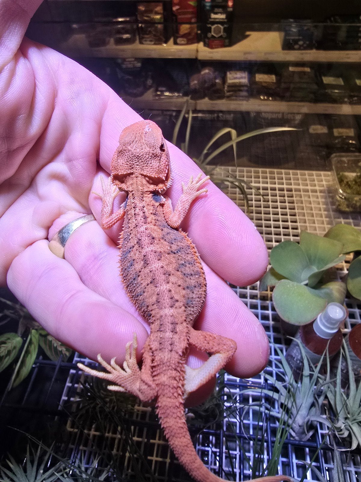 pogona vitticeps red monster Bearded Dragon photo 2