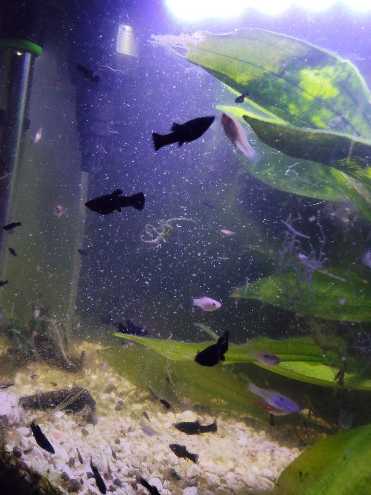 Black Molly baby te koop