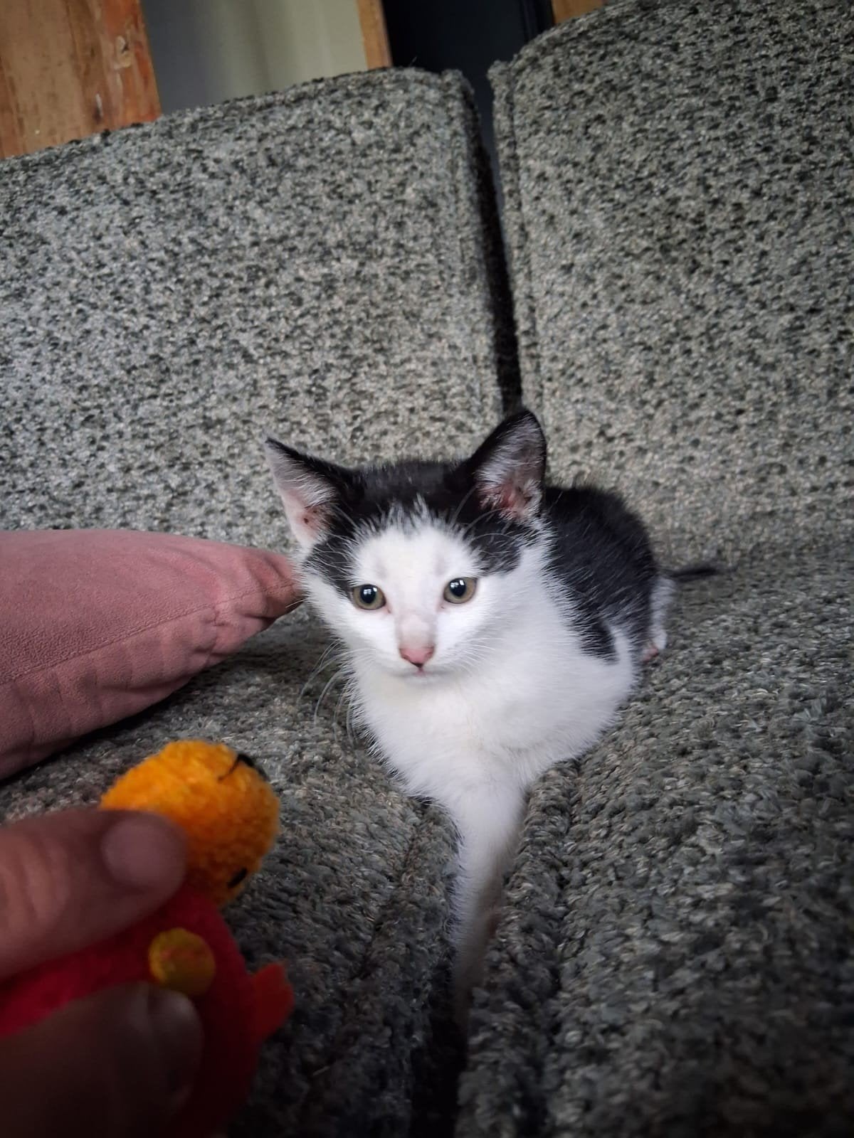 Kittens nestje van 8, Meerdere dieren