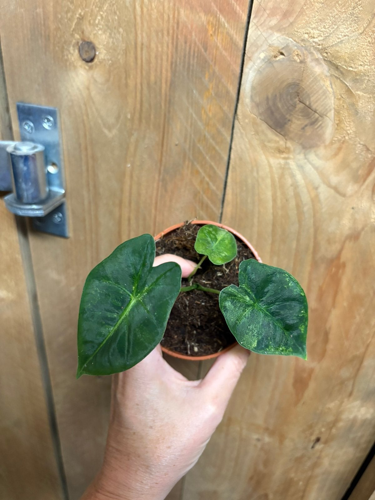 Alocasia frydek variegata plant aurea mint green, Ophalen of Verzenden, Halfschaduw, Minder dan 100 cm