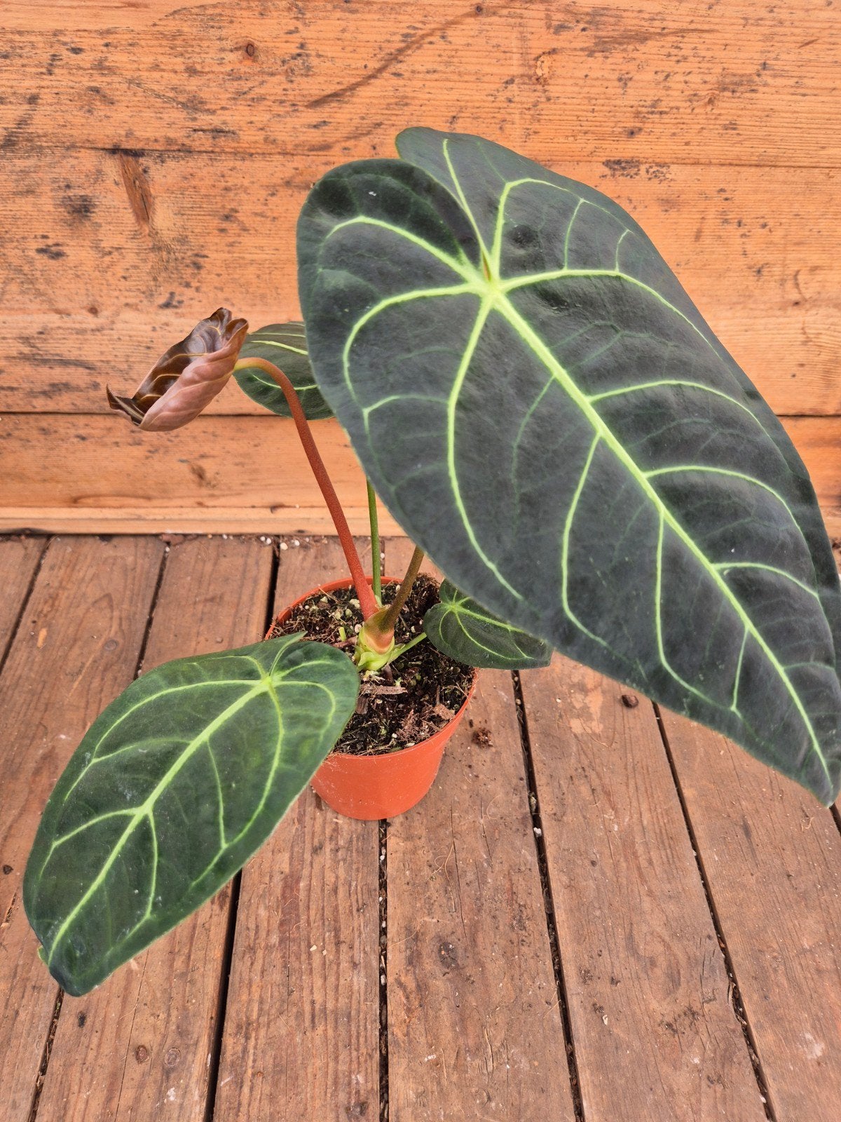 Anthurium Regale p12 (5), Huis en Inrichting, Ophalen of Verzenden, Halfschaduw, Minder dan 100 cm