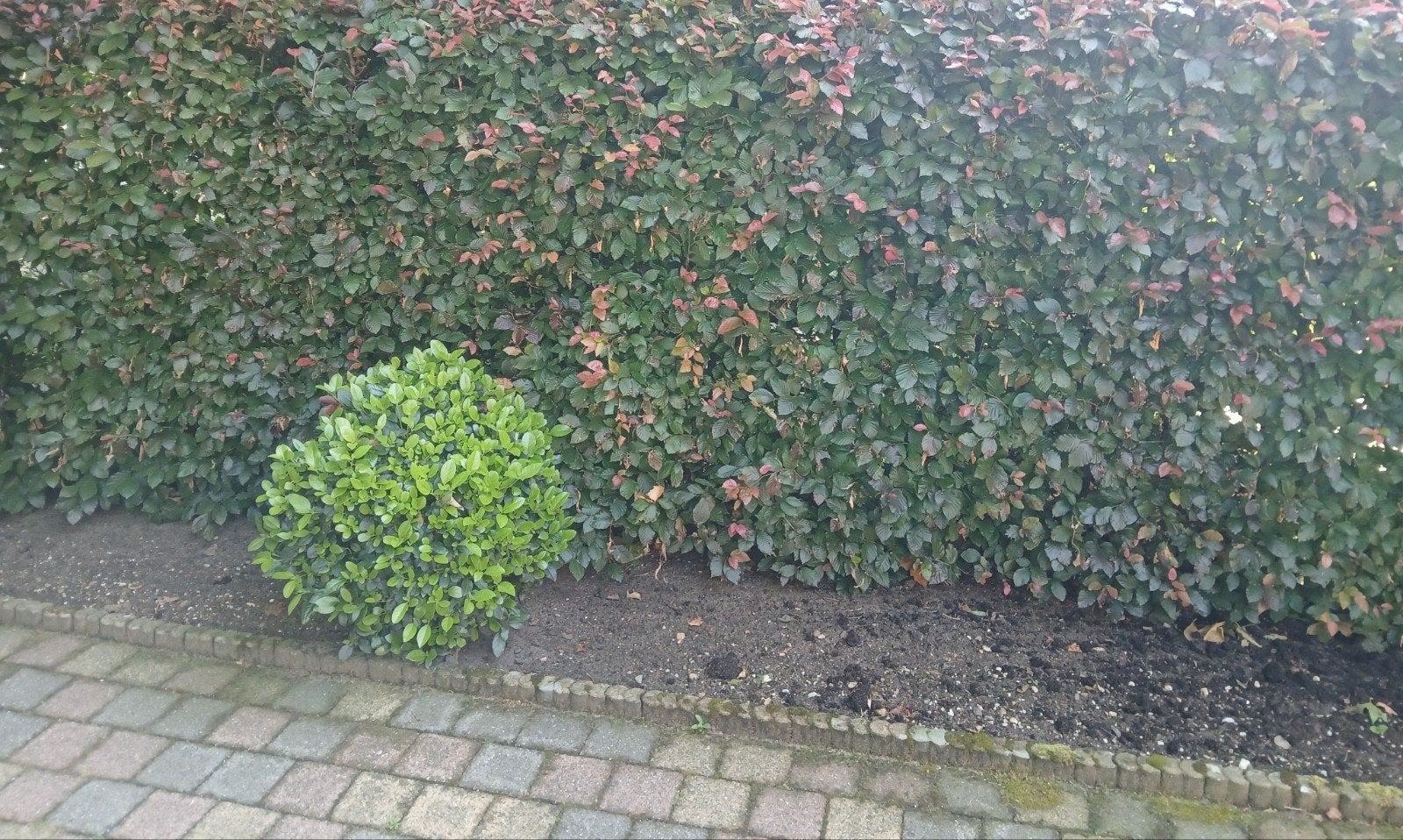 Ca 25 meter rode beukenhaag, Tuin en Terras, Ophalen, Beukenhaag, Haag