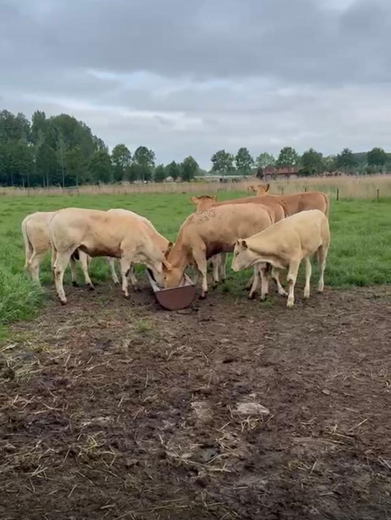 7 brave luxe blonde pinken, Dieren en Toebehoren, Runderen, Vrouwelijk, 0 tot 2 jaar