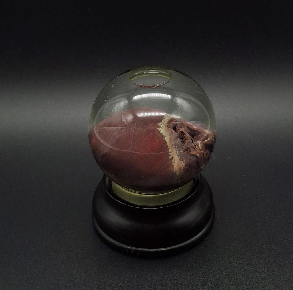 Hazen hart op sterk water, Antiek en Kunst, Curiosa en Brocante, Ophalen of Verzenden