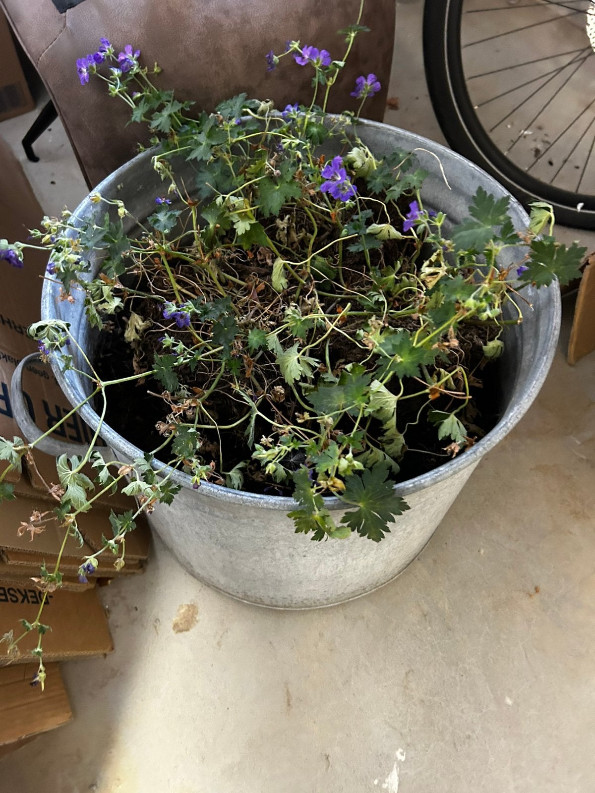 Plantbak, Tuin en Terras, Planten | Tuinplanten, Ophalen, Overige soorten, Volle zon