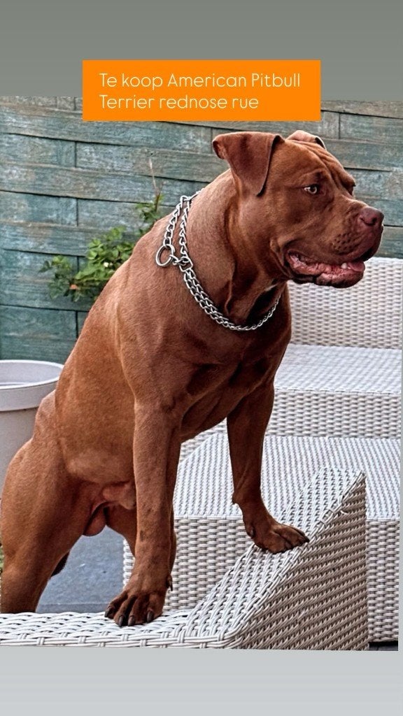 Hond, België, Particulier, 15 weken tot 1 jaar, Parvo