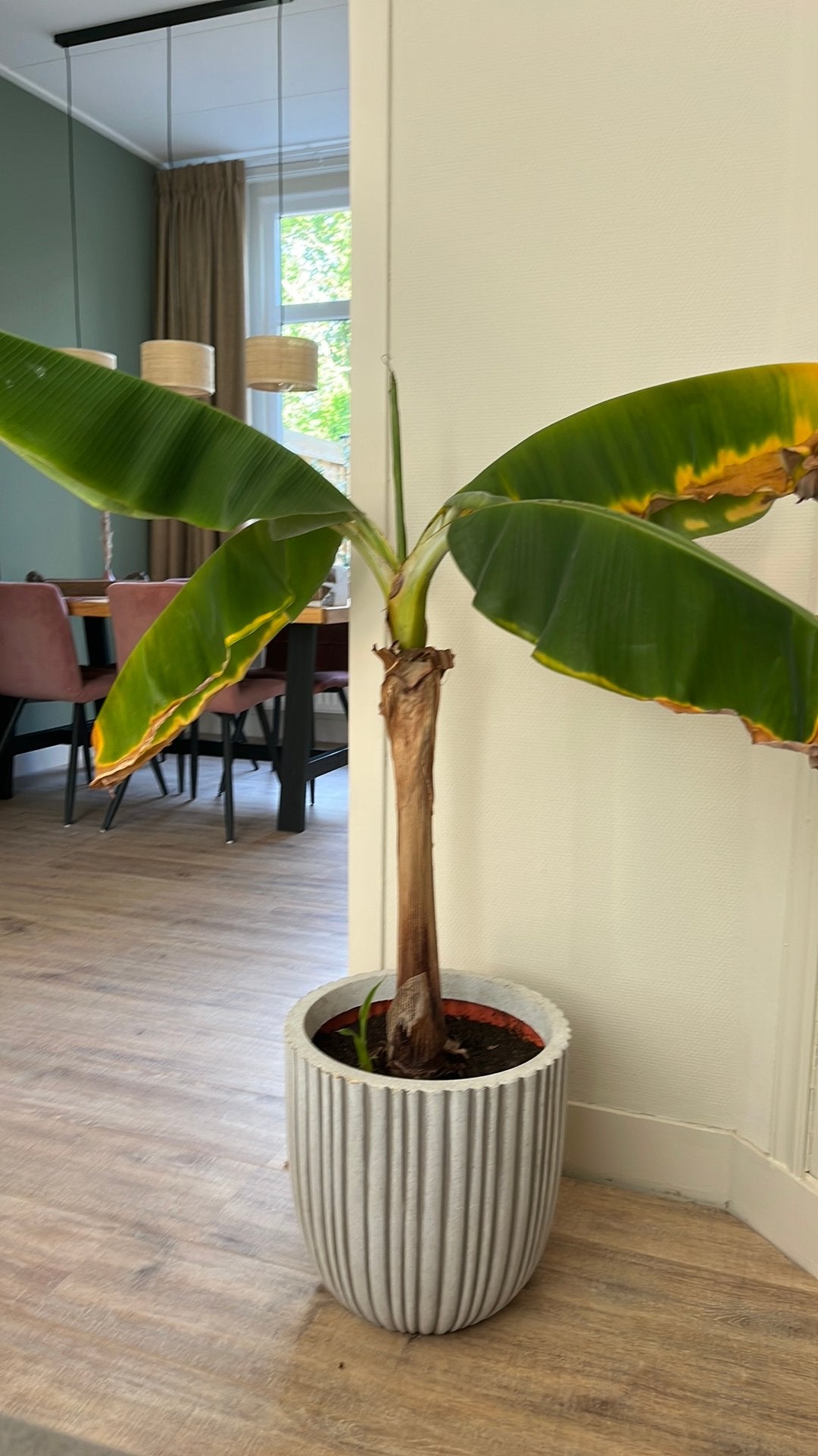 Bananenplant met pot, Ophalen, Halfschaduw, Minder dan 100 cm