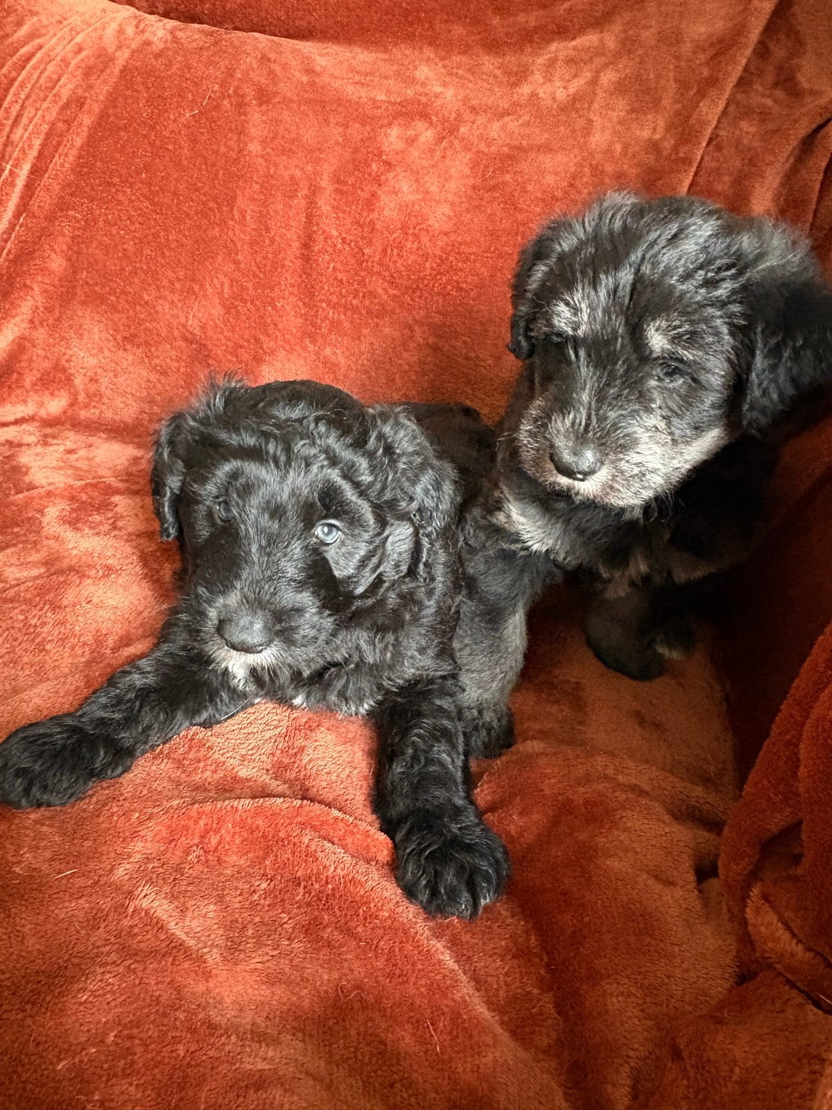 Pups met doodle look (kruising poedel-pomsky) MOGEN AL WEG, Dieren en Toebehoren, 8 tot 15 weken, Meerdere, Meerdere dieren, CDV (hondenziekte)