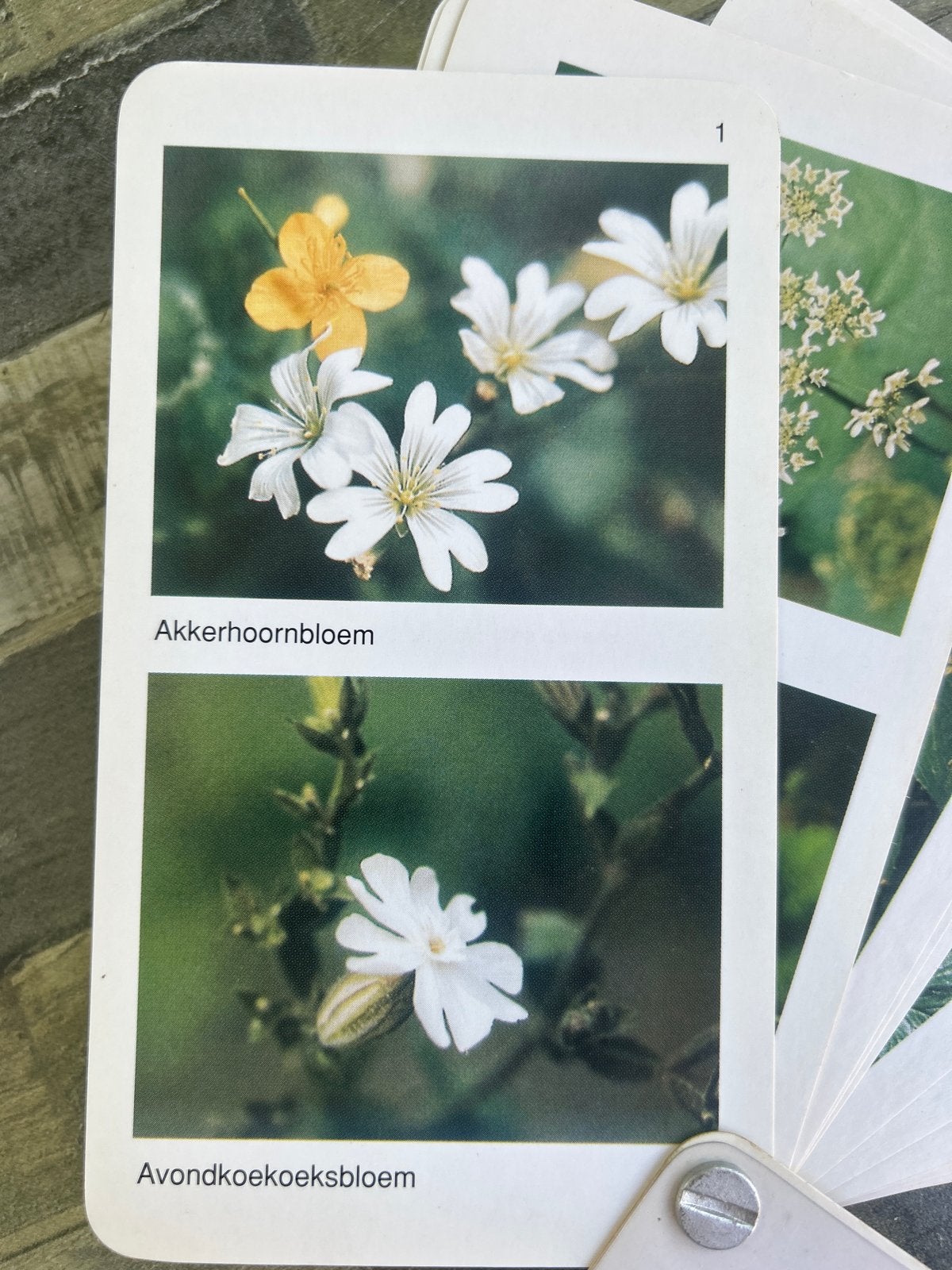 Handige Wandelwaaier over Wilde Bloemen - Kees Kervels, Boeken, Natuur, Ophalen of Verzenden, Zo goed als nieuw, Bloemen, Planten en Bomen