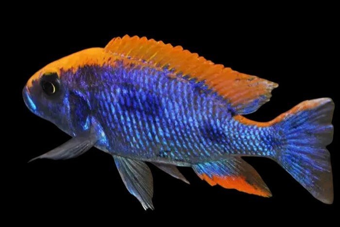 Malawi Cichliden: Otopharynx lithobates Sulpher Head, Dieren en Toebehoren, Vis, Zoetwatervis