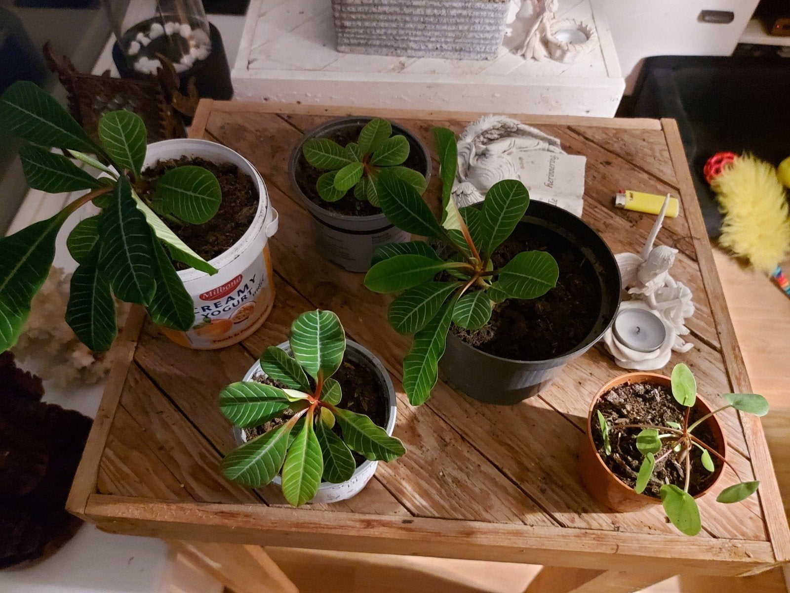 Madagascar plant, Huis en Inrichting, Ophalen of Verzenden, Halfschaduw, Minder dan 100 cm