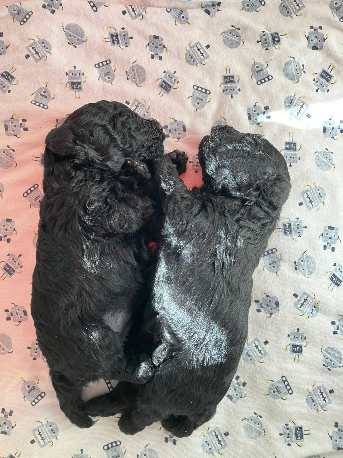 Toy poedel puppy’s, Poedel, CDV (hondenziekte), 8 tot 15 weken, Meerdere