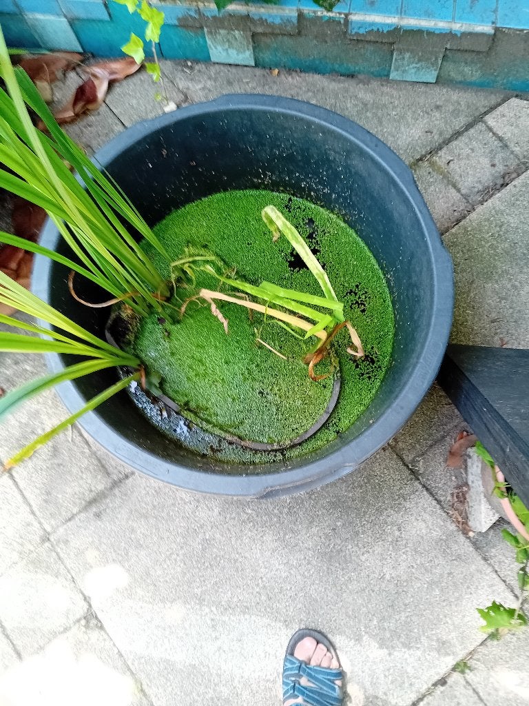 Vijverplanten, Tuin en Terras, Vijvers, Ophalen, Gebruikt