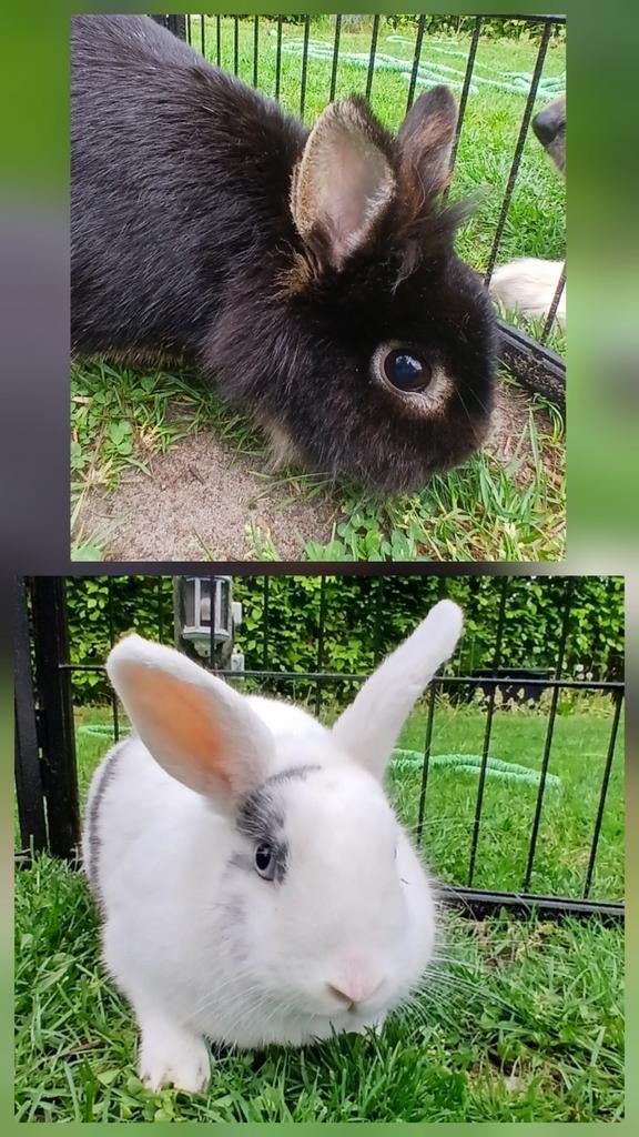 2 voedsters te koop, Dieren en Toebehoren, Konijnen, Vrouwelijk, Groot, 3 tot 5 jaar
