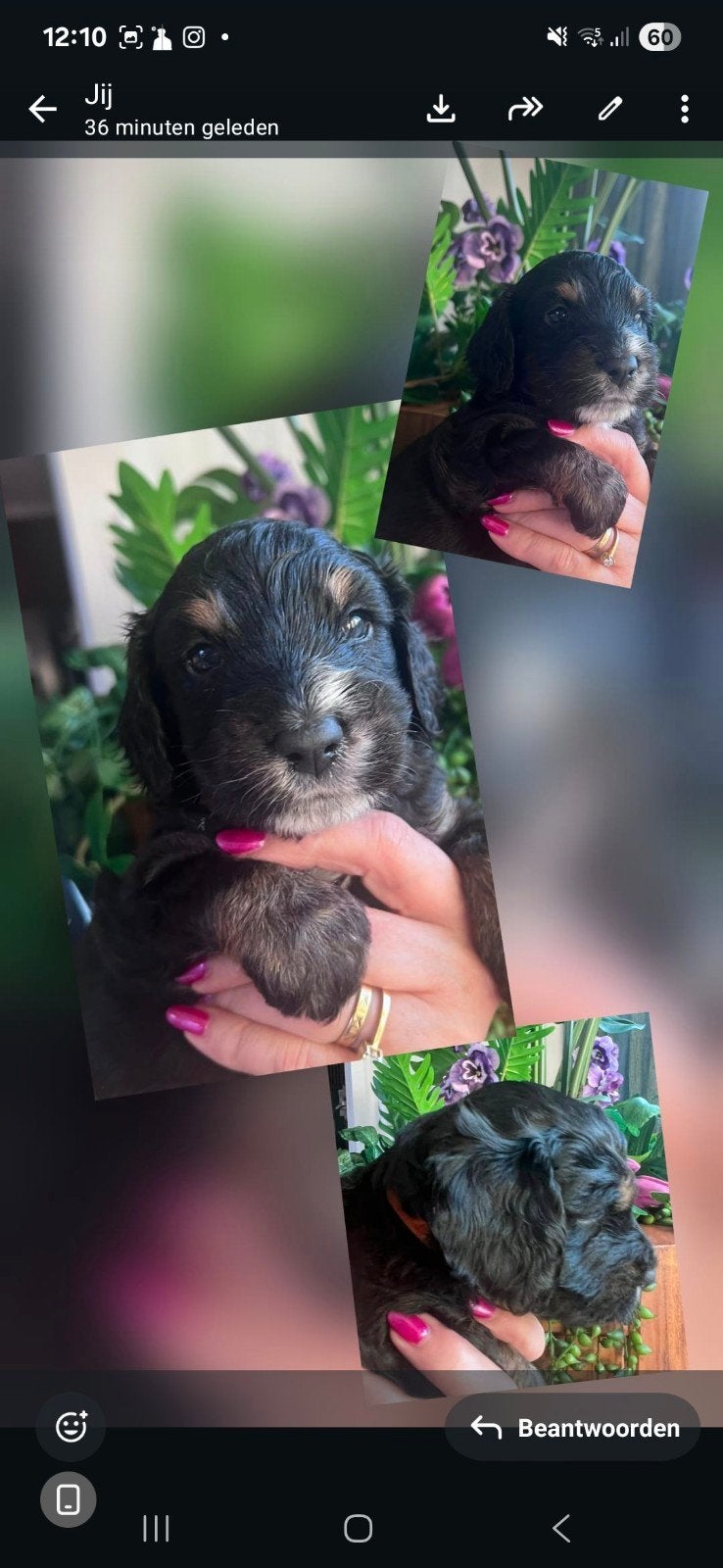 Cockapoo pups ( Black and tan ), Parvo, Overige rassen, 8 tot 15 weken, Meerdere dieren