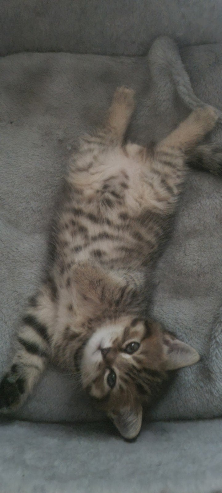 Brits Korthaar Black Golden Tabby Spotted kittens, Kater, Met stamboom, 0 tot 2 jaar