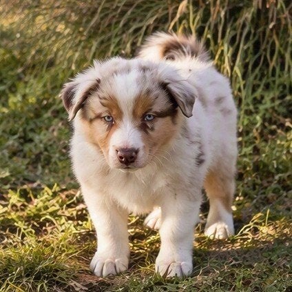 Mooie, super sociale, raszuivere Australian Shepherd pups, Overige rassen, 8 tot 15 weken, CDV (hondenziekte), Meerdere