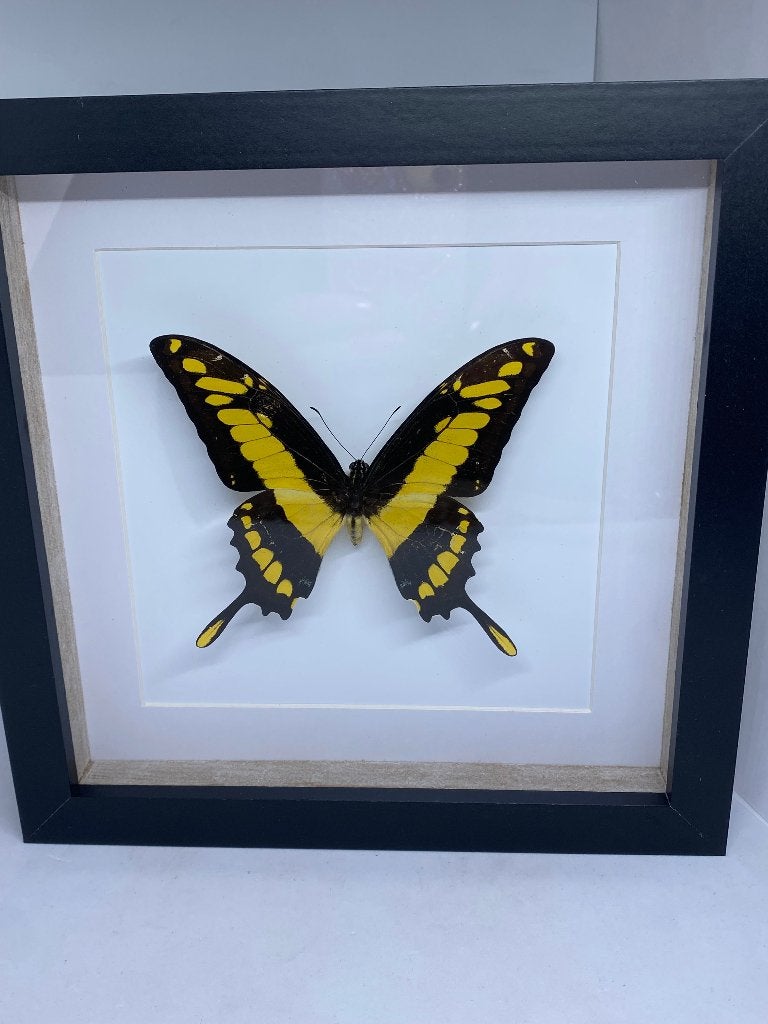 vlinder Papilio Thoas, Verzamelen, Dierenverzamelingen, Ophalen of Verzenden, Nieuw, Insect, Opgezet dier