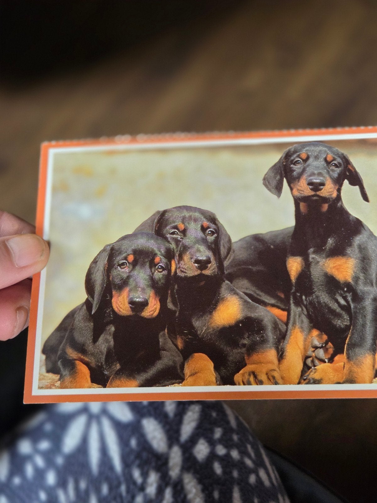 Ansichtkaart met drie schattige Dobermann pups, Ophalen of Verzenden, 1980 tot heden, Ongelopen, Hond of Kat