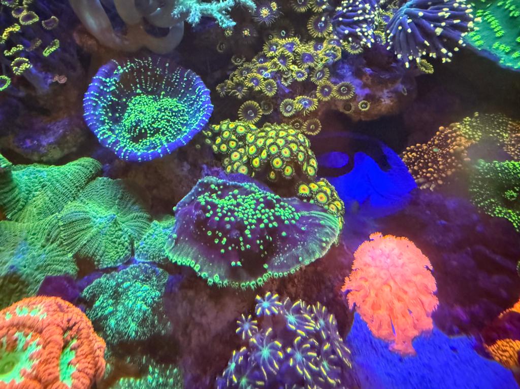 Prachtig stuk plaatkoraal paars groen, Dieren en Toebehoren, Vissen | Aquariumvissen, Overige typen