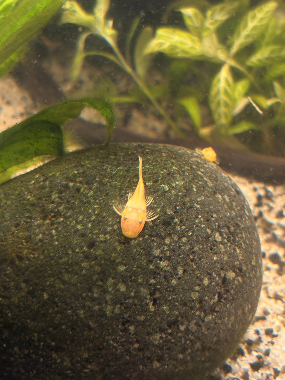 Jonge Lemon Pleco’s (Ancistrus L144) – 3 maanden, Vis