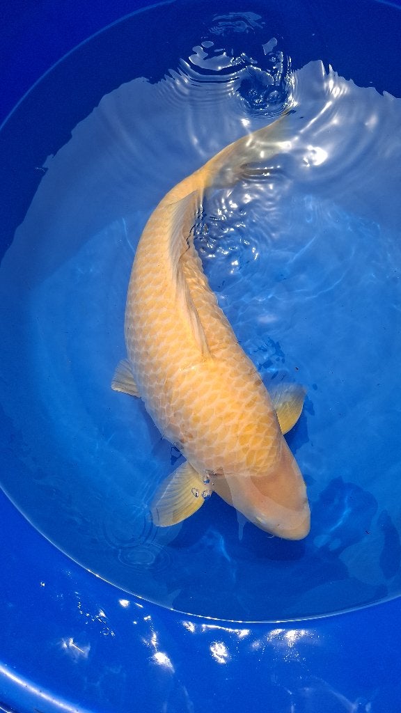 Karashigoi female, Dieren en Toebehoren, Vissen | Vijvervissen, Karper of Koi