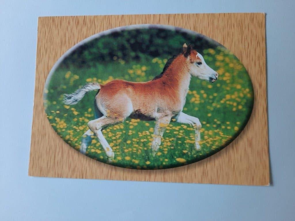 ansichtkaart kaart paard veulen, Ophalen, 1980 tot heden, Ongelopen, Paard