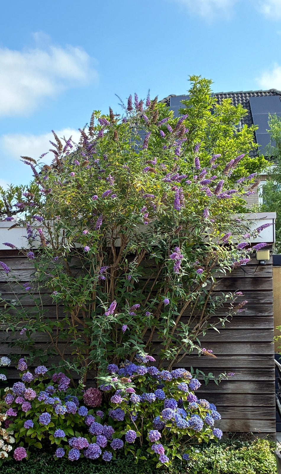 Gratis grote vlinderstruik, Tuin en Terras, Planten | Tuinplanten, Ophalen, Overige soorten, Volle zon