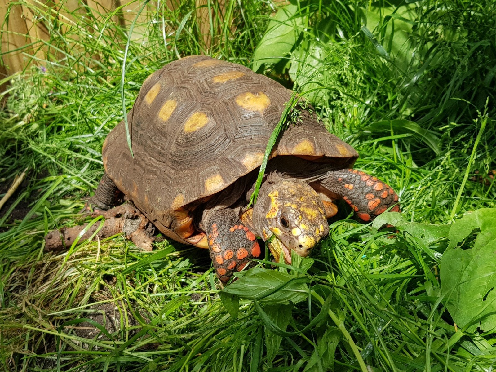 Kolenbranderschildpad – Chelonoidis carbonarius – nk 2025 Tortoise photo 18