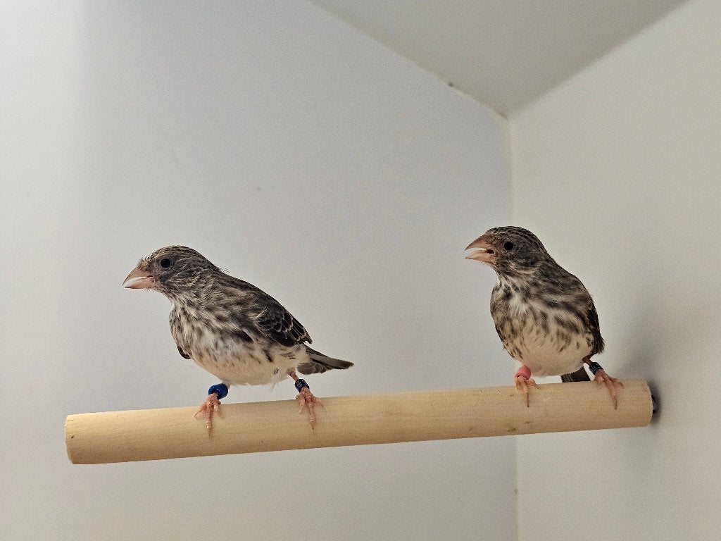 Edelzanger | koppel | 2026/2024, Dieren en Toebehoren, Meerdere dieren, Tropenvogel, Geringd