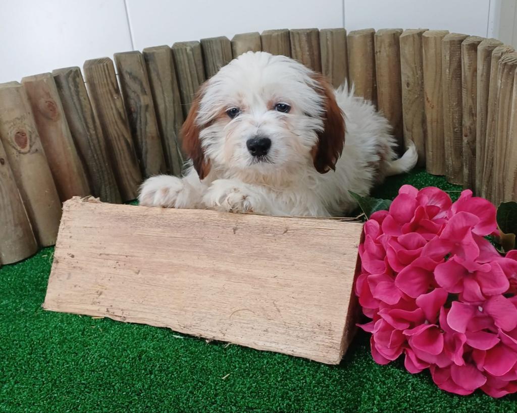Boomer pups maltezer shih tzu / lhasa apso teckel pekingees, Dieren en Toebehoren, Honden | Chihuahua's en Gezelschapshonden, Parvo