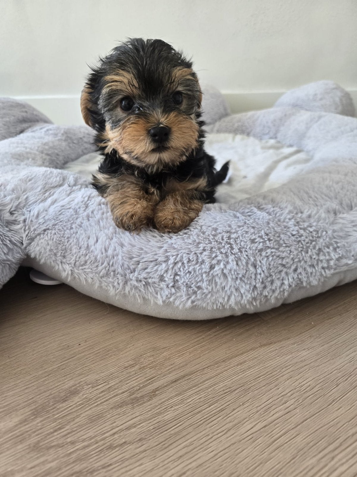 Puppy, Dieren en Toebehoren, Teef, Meerdere, Klein, Nederland