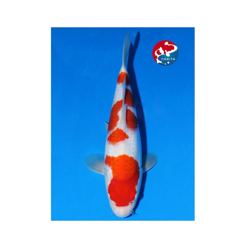 VHQ kohaku JUMBO tosai MATSUE koifarm japanse koi, Dieren en Toebehoren, Vissen | Vijvervissen, Karper of Koi