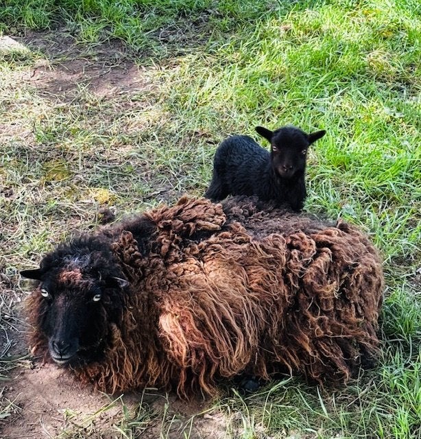 Ouessant schaapjes lammetjes, Dieren en Toebehoren, Vrouwelijk, Schaap, 0 tot 2 jaar