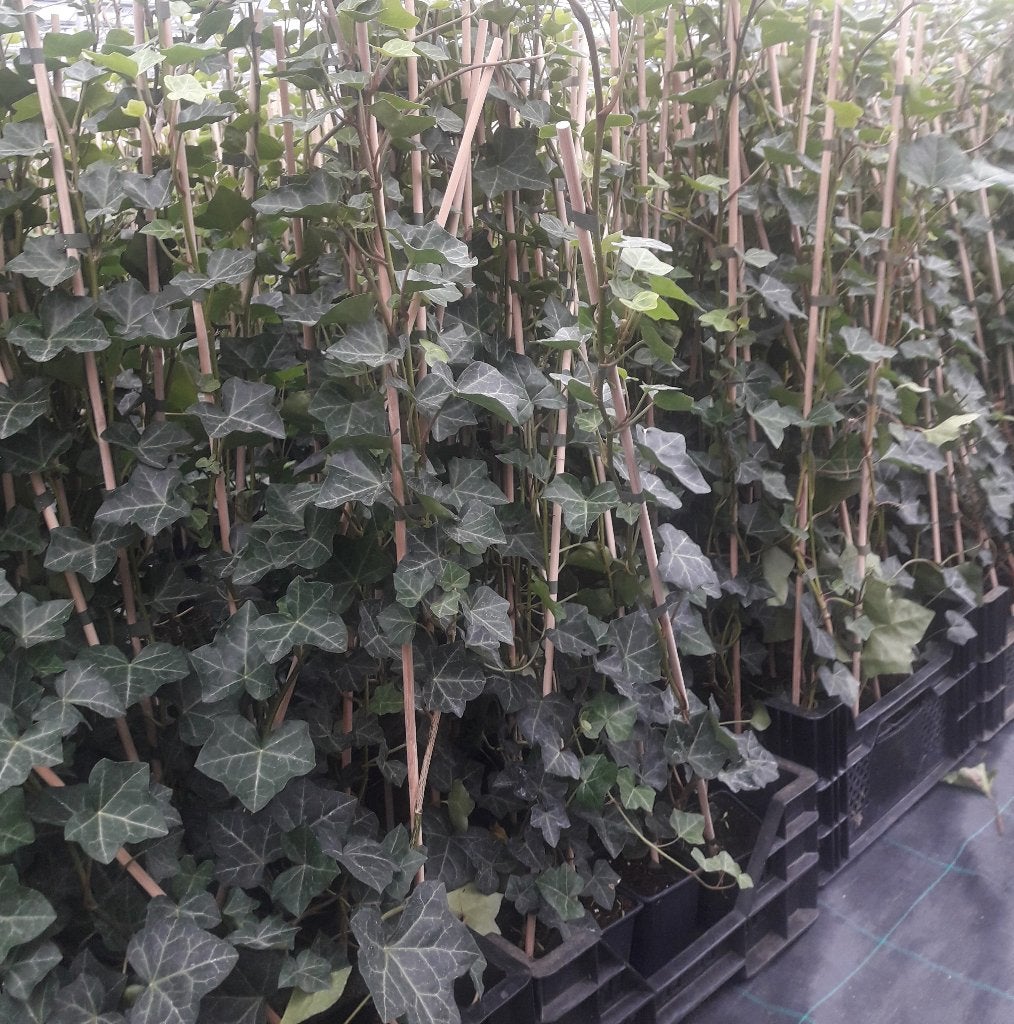 Klimop hedera Hibirnica maat 80/100cm gestokt, Ophalen of Verzenden, Overige soorten, 100 tot 250 cm