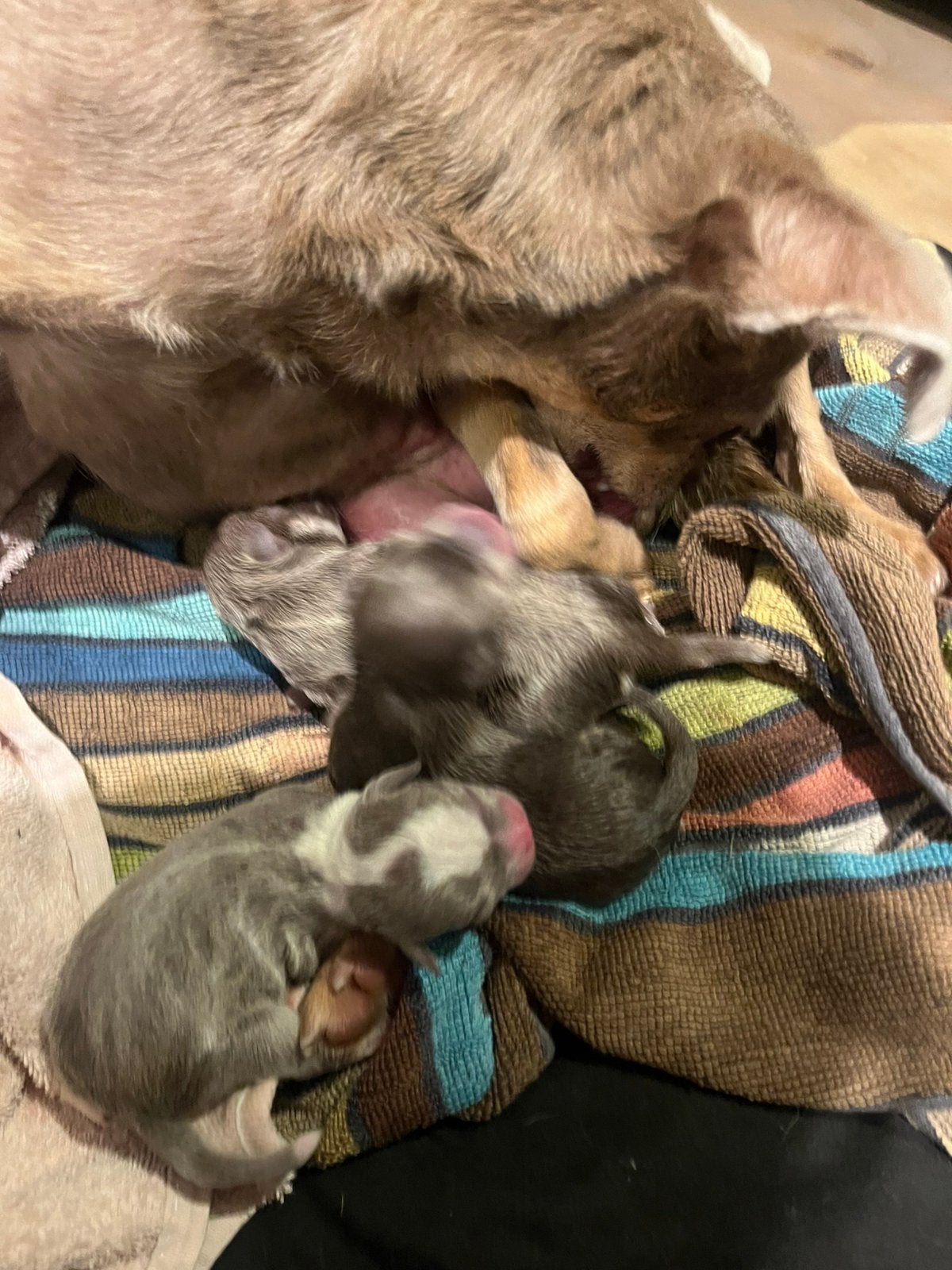 Chihuahua pups Bleu tan wit, 8 tot 15 weken, Meerdere, Meerdere dieren, Chihuahua