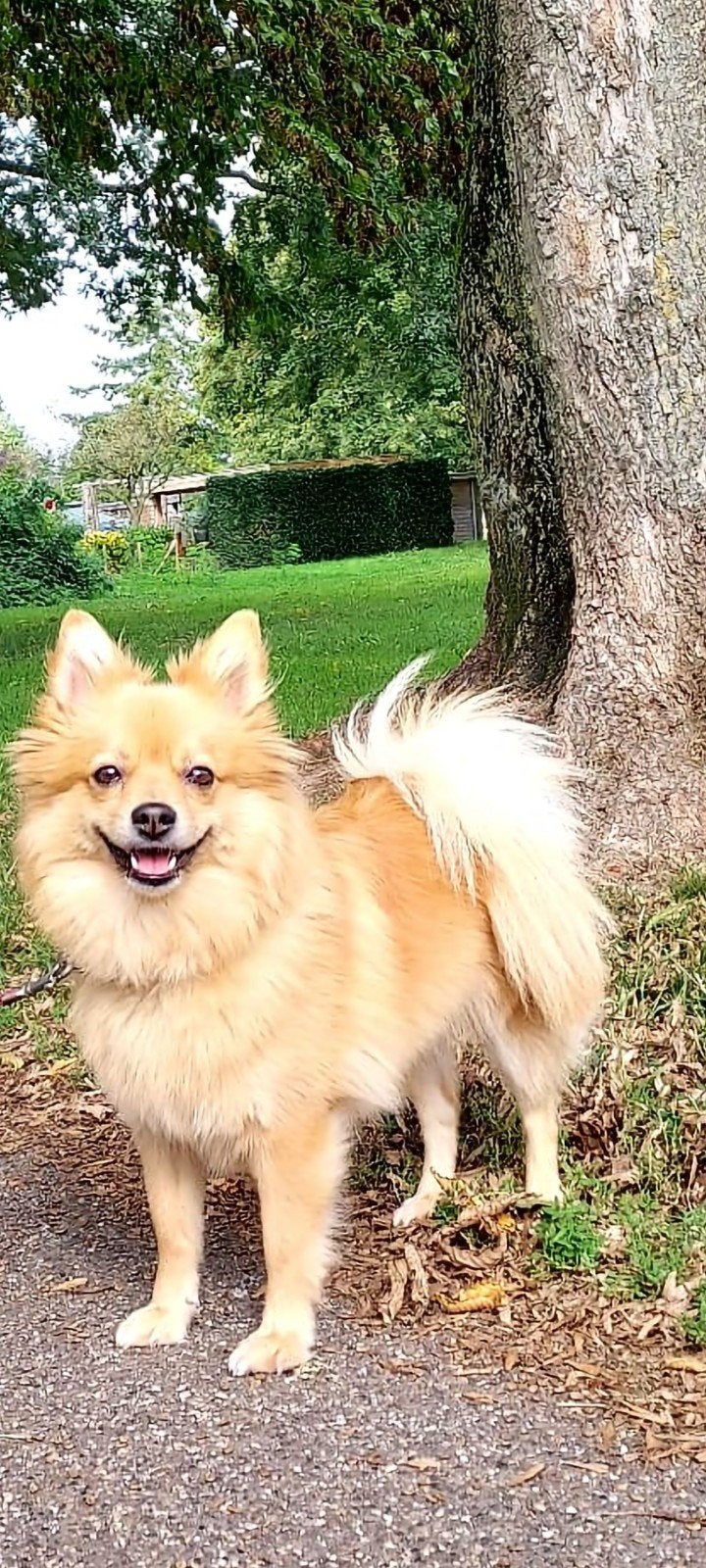 mini kees, 6 jaar of ouder, Teef, Eén hond, Nederland