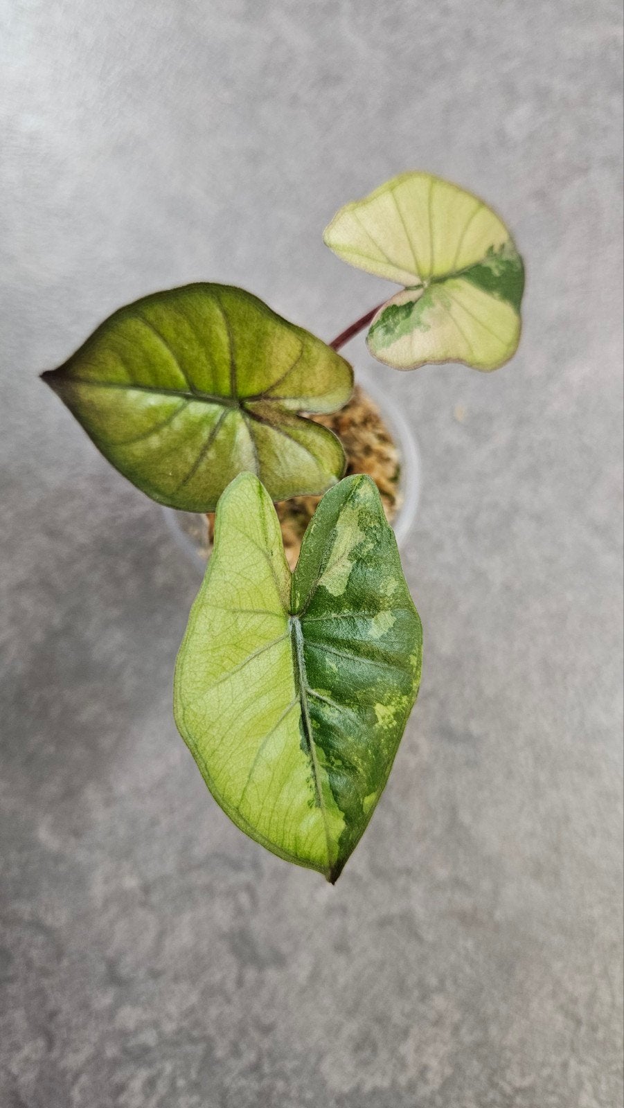 Alocasia ‘Yucatan Princess’ Tricolor Variegata, Ophalen of Verzenden, Halfschaduw, Minder dan 100 cm