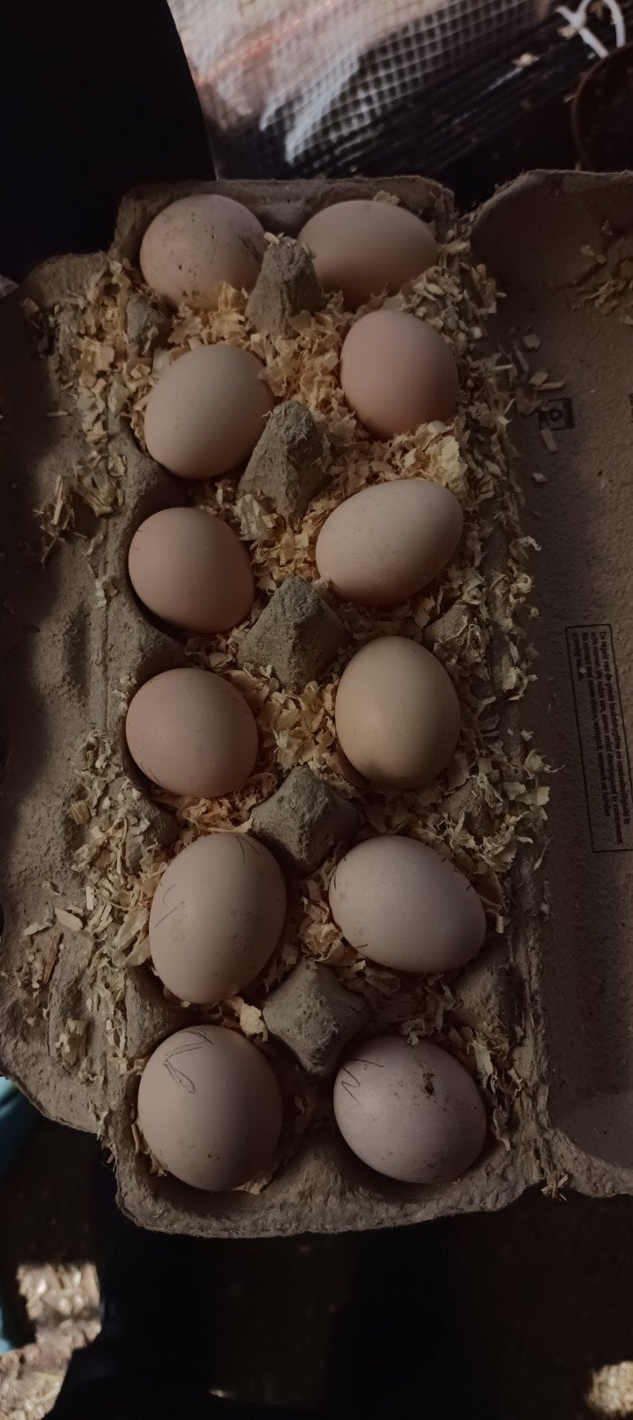 Gezocht Ayam Serama eitjes, Vrouwelijk, Kip