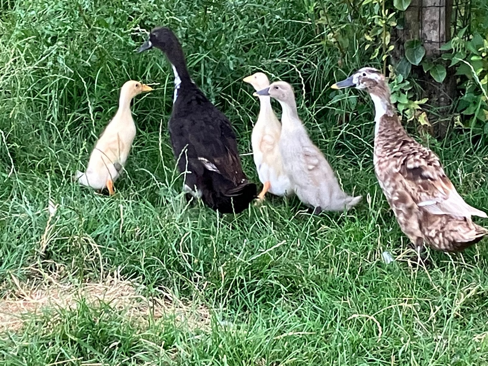3 jonge loopeenden, Geslacht onbekend, Eend