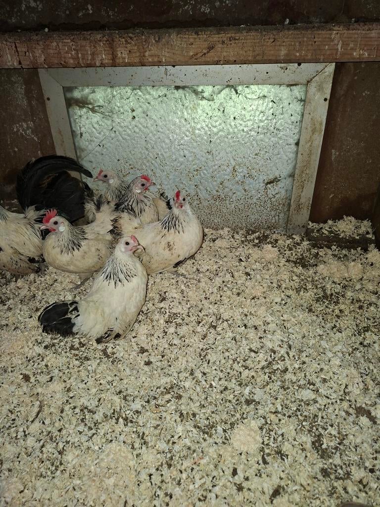 Broedeieren hollandse kriel in vele kleuren, Dieren en Toebehoren, Geslacht onbekend, Kip