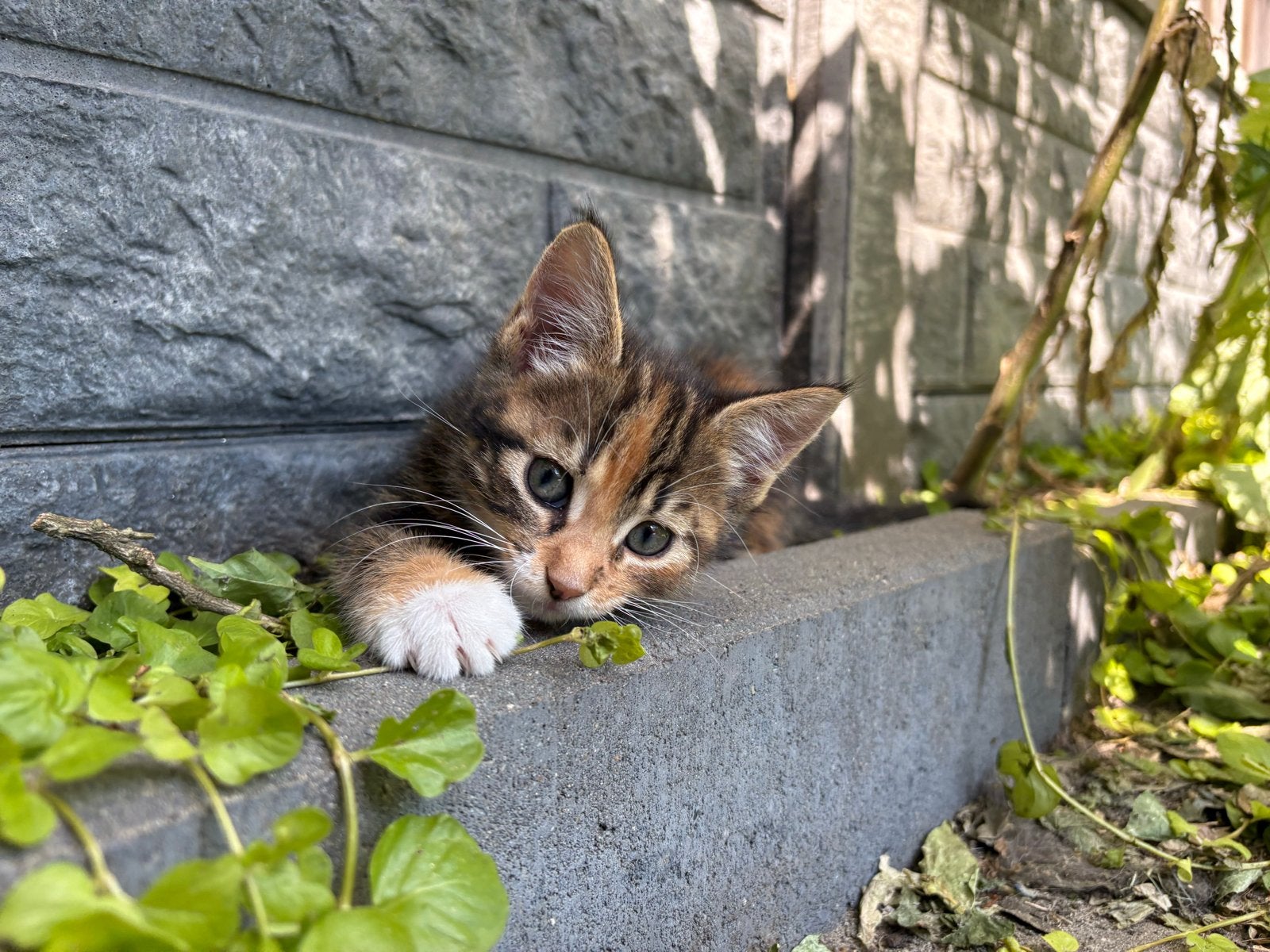 5 maine-coon x  europese korthaar kittens te koop, Dieren en Toebehoren, Meerdere dieren