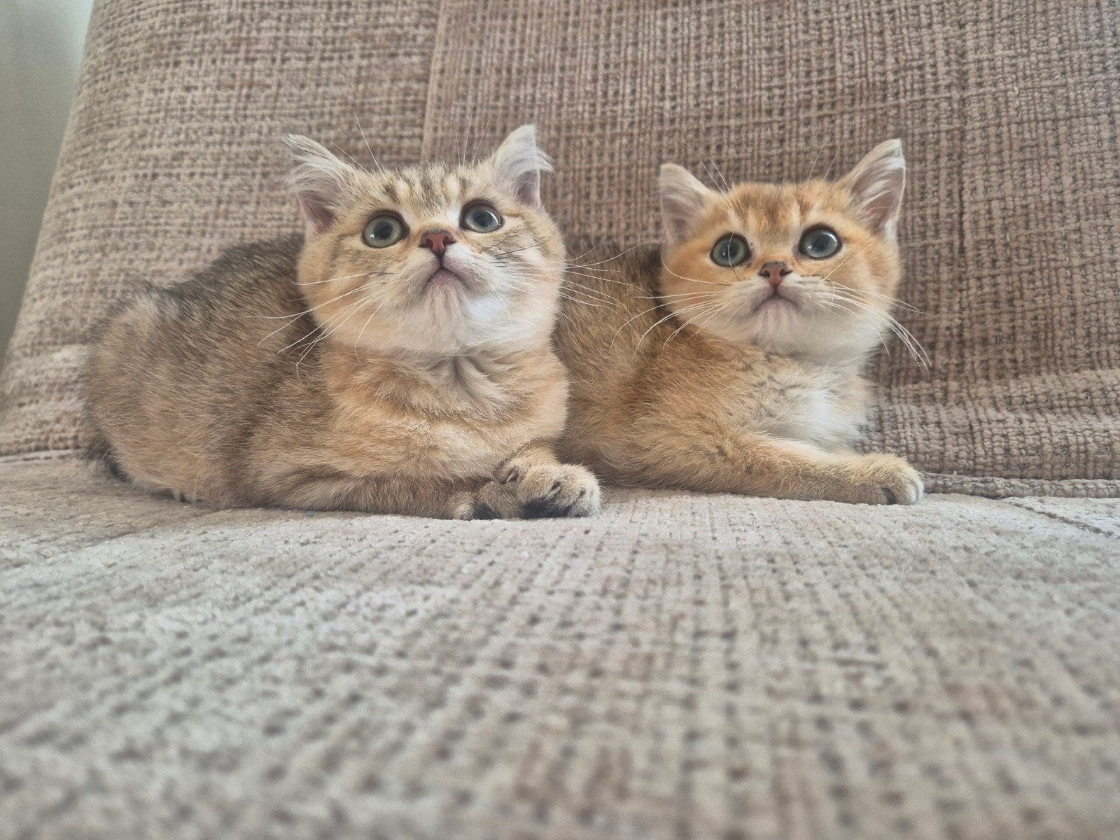 Prachtige raszuivere britse korthaar kittens, Dieren en Toebehoren, Meerdere dieren, Ontwormd, 0 tot 2 jaar