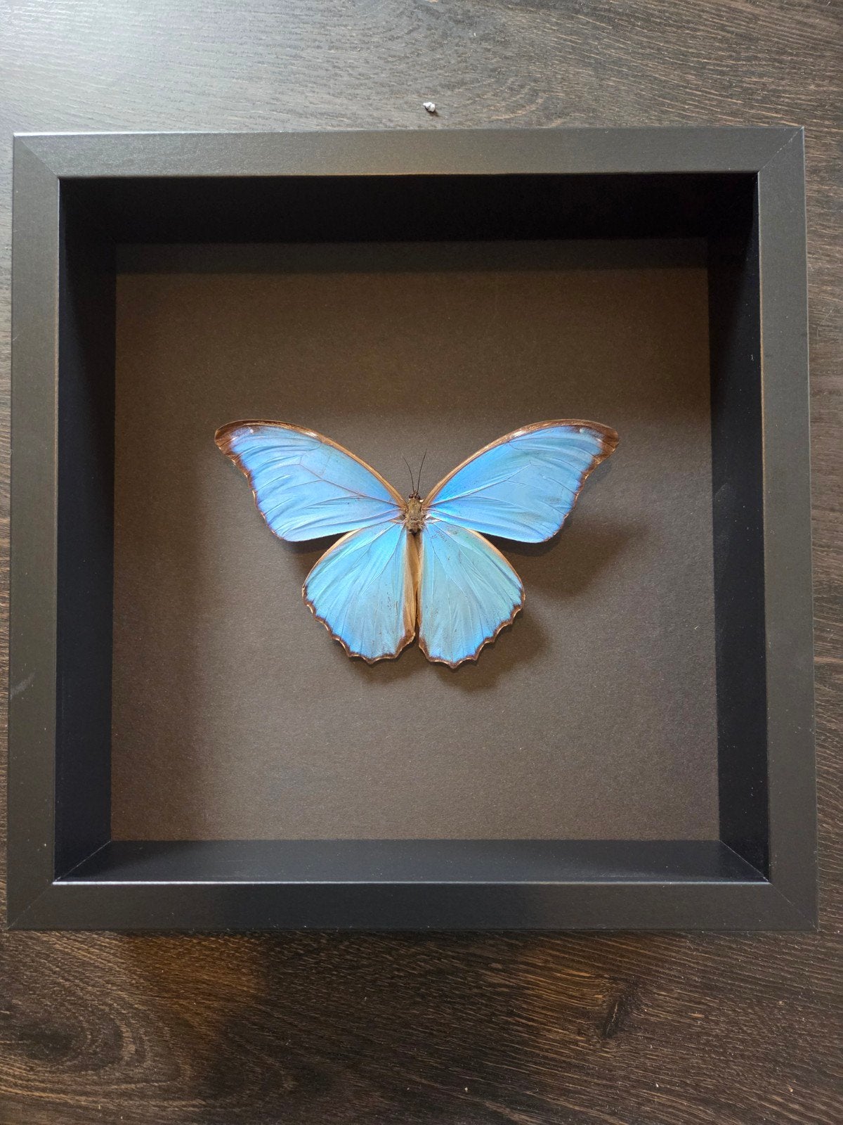 Morpho didius in lijst. blauwe morpho vlinder taxidermie, Ophalen of Verzenden