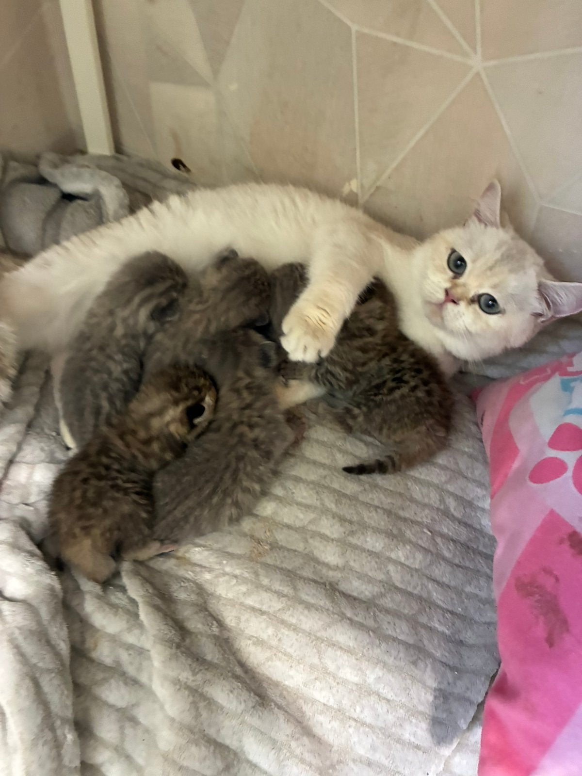 British Shortair Tabby Kittens, Meerdere dieren, Ontwormd, 6 jaar of ouder
