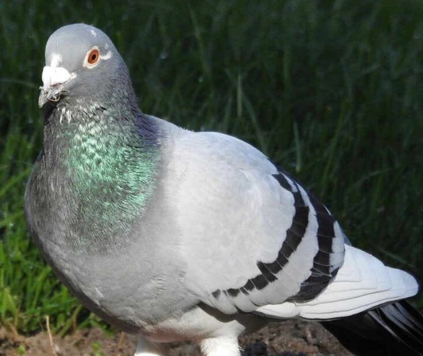 Postduiven (zonder stamboom) gratis op te halen, Meerdere dieren, Postduif
