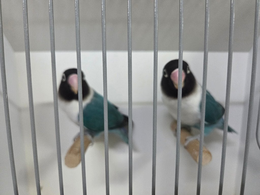 Agapornis Personata blauw, Meerdere dieren, Dwergpapegaai of Agapornis, Geringd