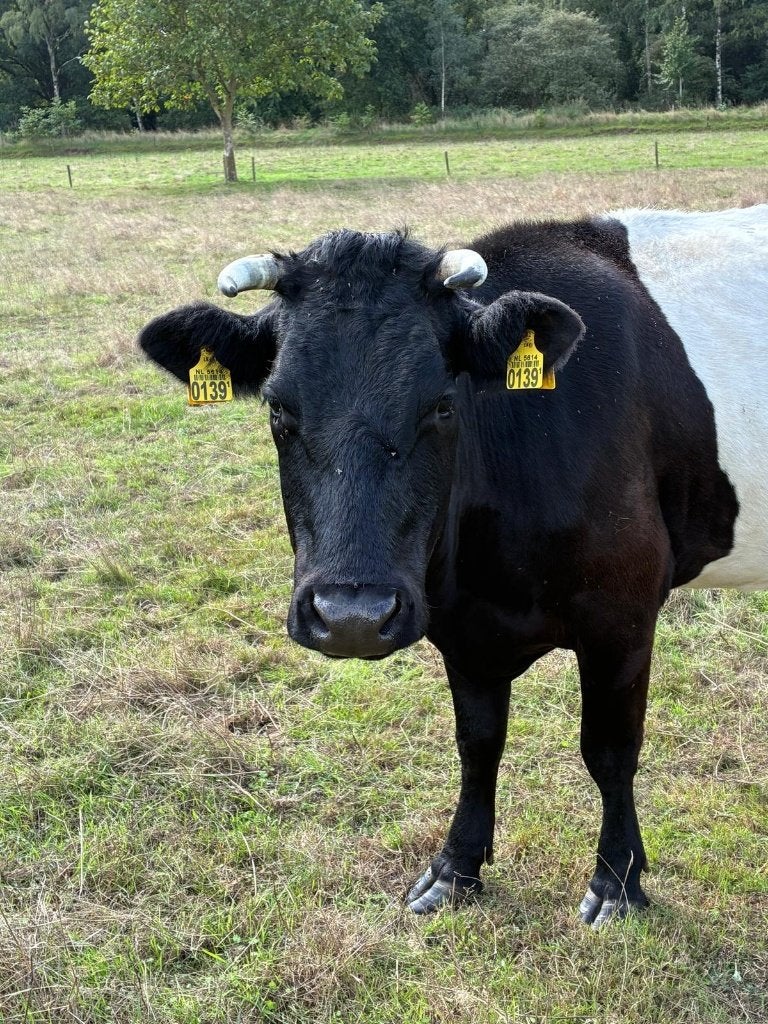 Zwart witte lakenvelder koe met stierkalf en koe/pink, Dieren en Toebehoren, Meerdere dieren