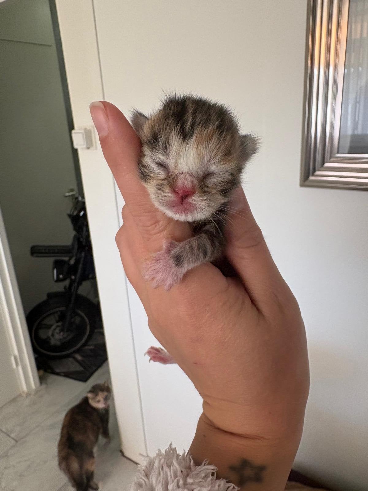 kittens