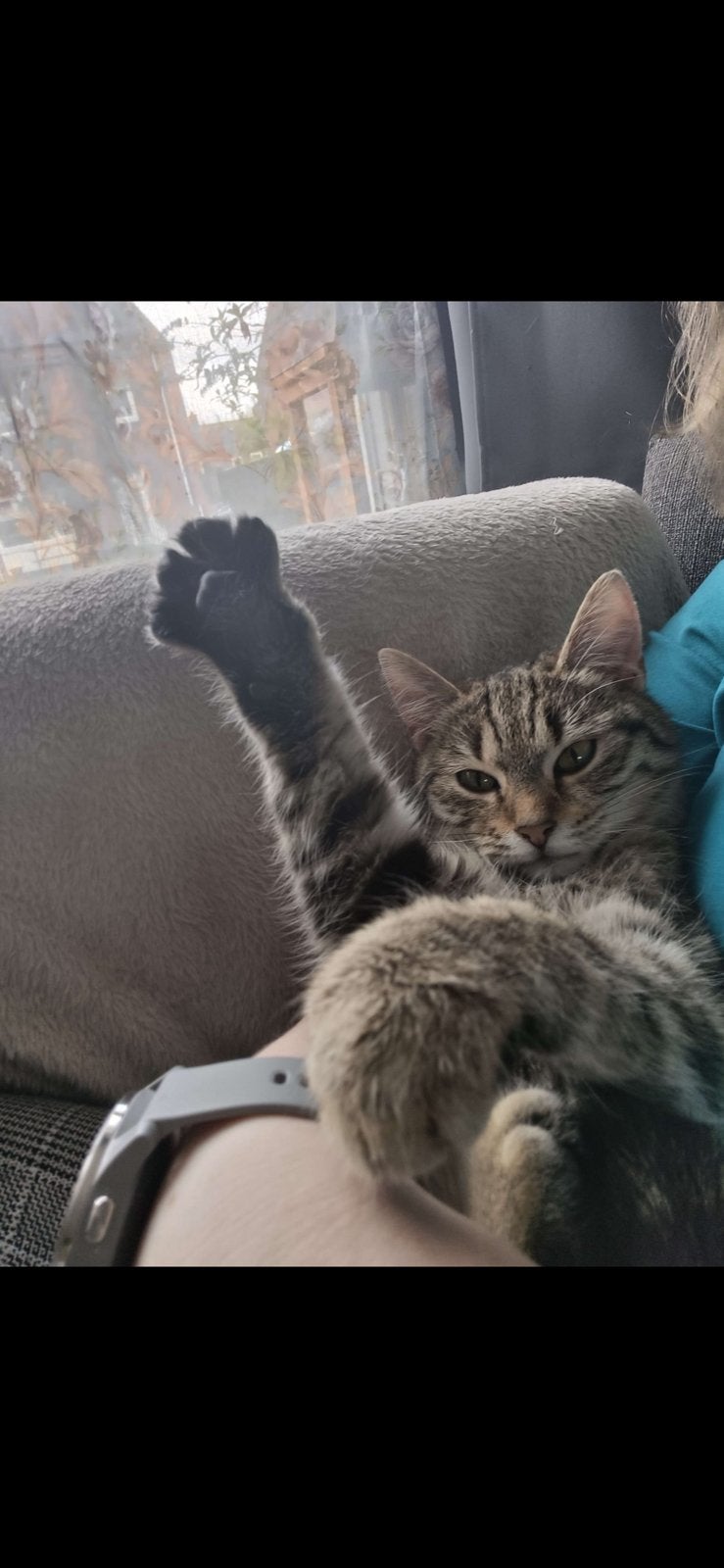 Lieve vrouwtjes kat, Dieren en Toebehoren